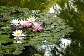 water lilies bloomed in the swamp