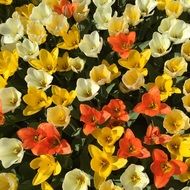 Colored tulips in the meadow