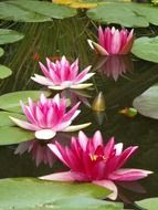 Beautiful water lilies in the pond