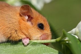 Cute dormouse in rainforest