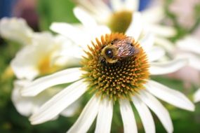 macro photo of Bumblebee on a flower