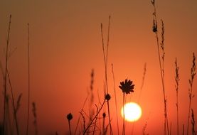 quiet sunset on the wild meadow