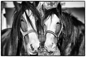 black and white photo of two horses