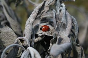 ladybug on the dried plant