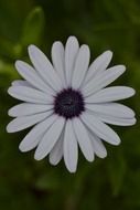 closeup photo of daisy flower with white petals and purple center