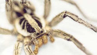 gray dangerous brazilian spider close
