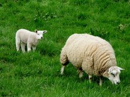 picture of the lambs is on a pasture