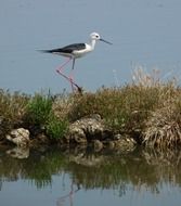 bird with long legs in the wildlife