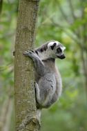 tropical ring tailed lemur