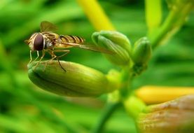 wasp hoverfly