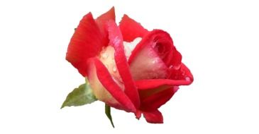 pink garden rose bud on a white background