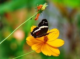 butterfly on a yellow flower in Guatemala