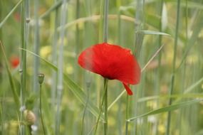 poppy flower field meadow