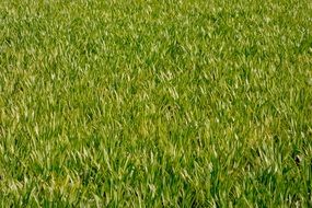 Meadow with green grass in nature