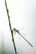 Thin colorful and beautiful dragonfly on the spring branch