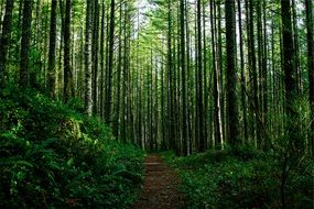 trail in the green forest among the green grass