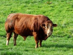 big brown bull in pasture