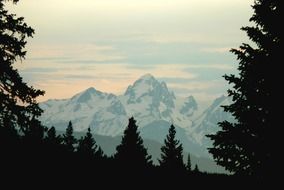 snowy mountains behind spruce forest