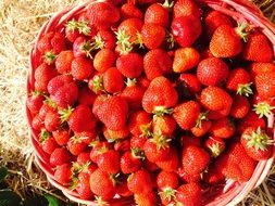 closeup photo of Basket full of red sweet strawberries