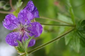 beautiful and delightful rain purple flower