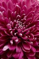 crimson chrysanthemum close-up