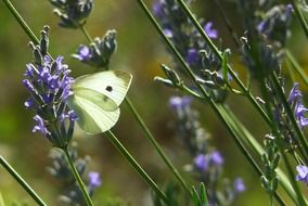 white butterfly on the purple flowers of the plant