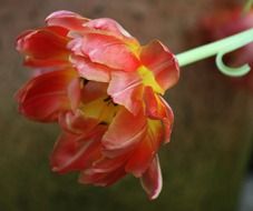 one disclosed tulip bud