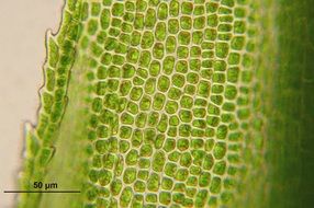 bartramia pomiformis cells biology