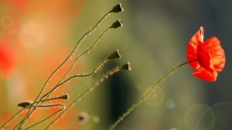striking light flower