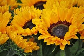 bright sunflowers for a bouquet