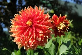 red acicular bud of dahlias