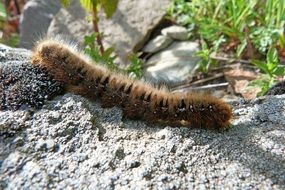 Macro picture of brown caterpillar