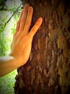man's hand on a tree trunk