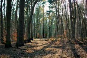 lndscape of mystical mood in the forest