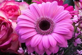 pink gerbera in a flower composites