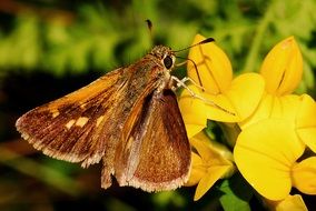 Beautiful colorful skipper on the yellow flowers