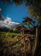 mushroom bush near a green tree