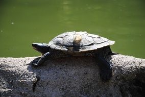 turtle on stone above water