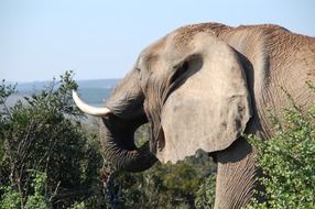 a side view of an elephant in the wild nature