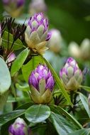 bright purple buds rhododendron