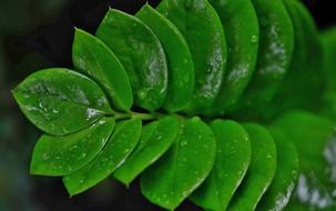 Bright green leaves in water droplets