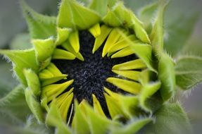 closed sunflower bud