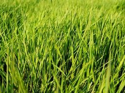 Grass on the pasture