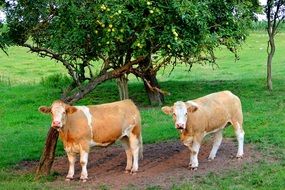 cows cattle on pasture