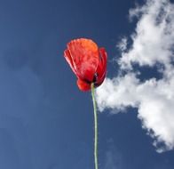 beautiful and delightful poppy