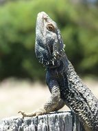 scaly bearded dragon on stump