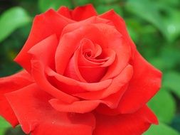 romantic red rose blossom in the garden