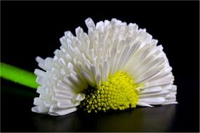 white daisy on a white background