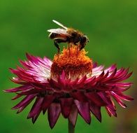 pollinating a purple flower