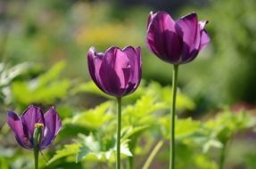 three purple tulips on sun